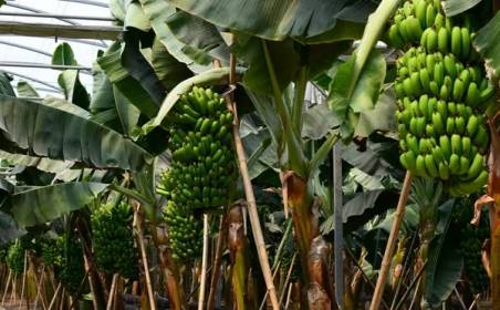 304AM永利集团国际物流为国外种植园水果进口效率加速